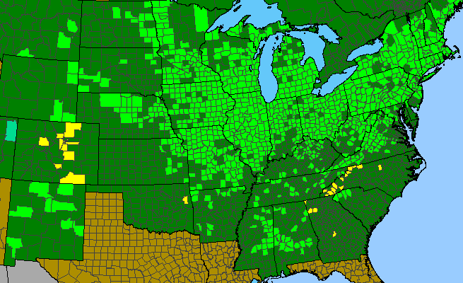 The range of Symphyotrichum novae-angliae